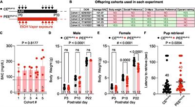 Postnatal ethanol exposure impairs social behavior and operant extinction in the adult female mouse offspring